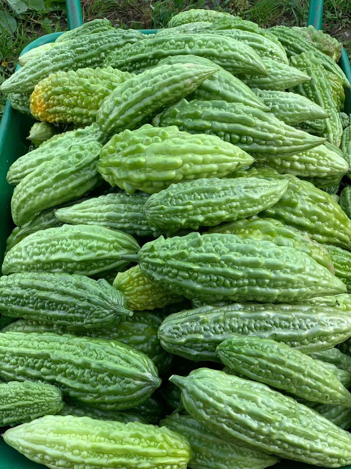 A crate of just-picked bitter melon