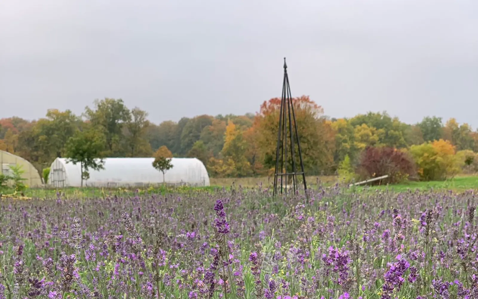 The lavender field in autumn, a greenhouse and turning trees behind