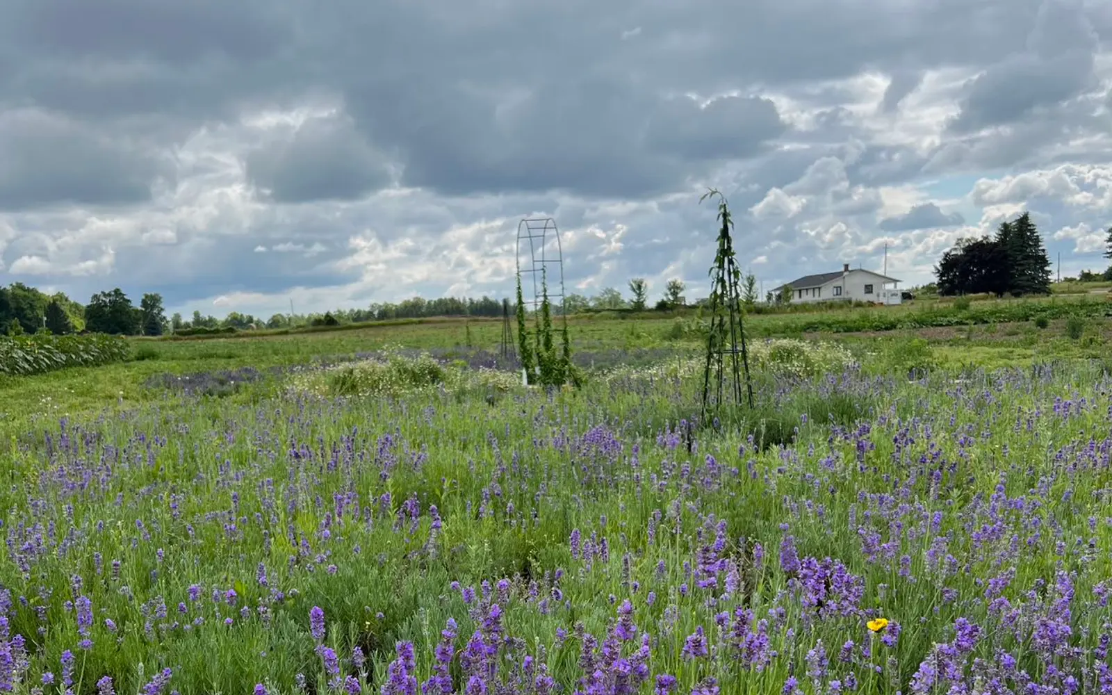 The farm’s lavender field under heavy cloud, a farmhouse and trellises beyond
