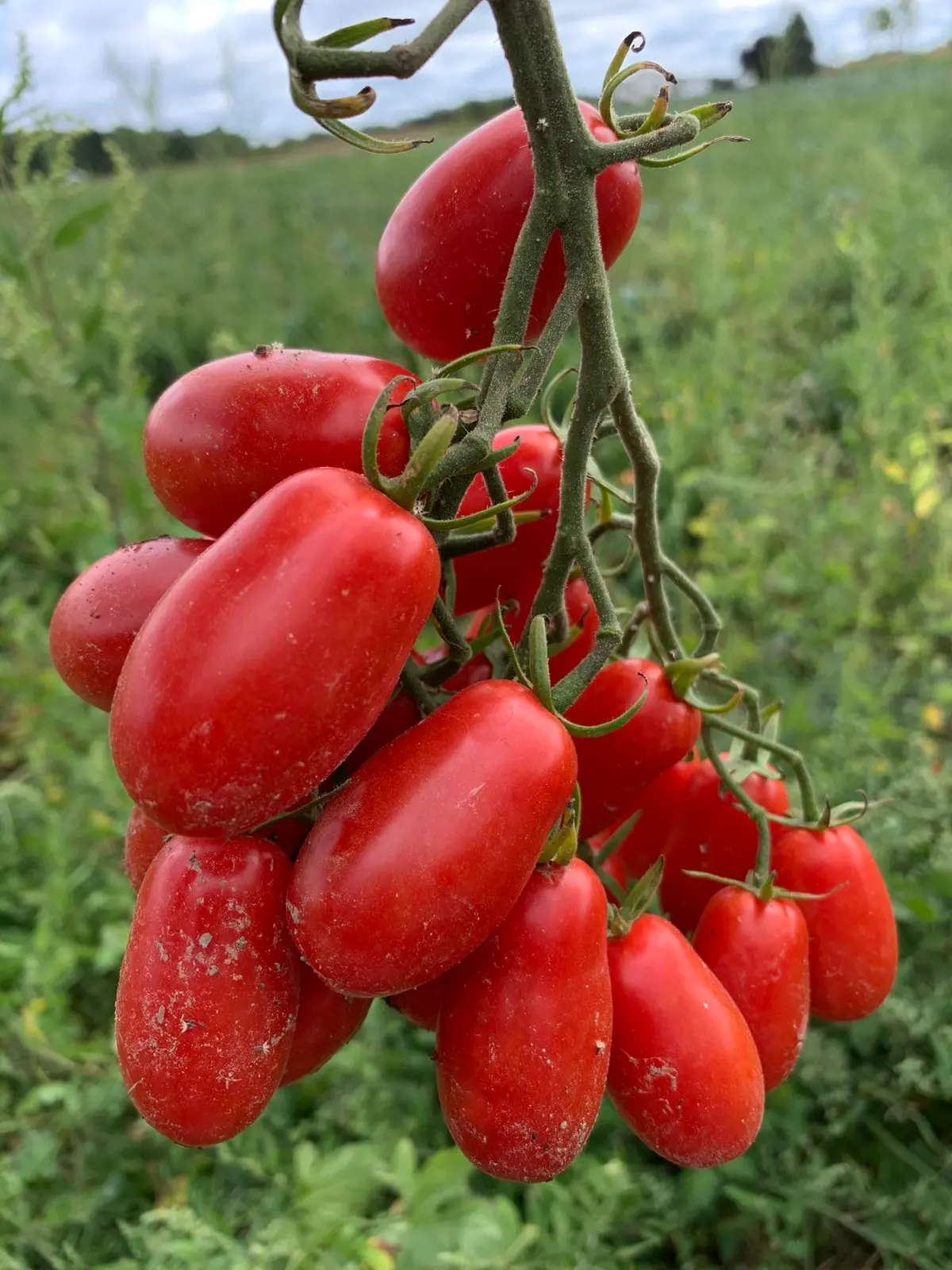 A truss of tomatoes still on the vine