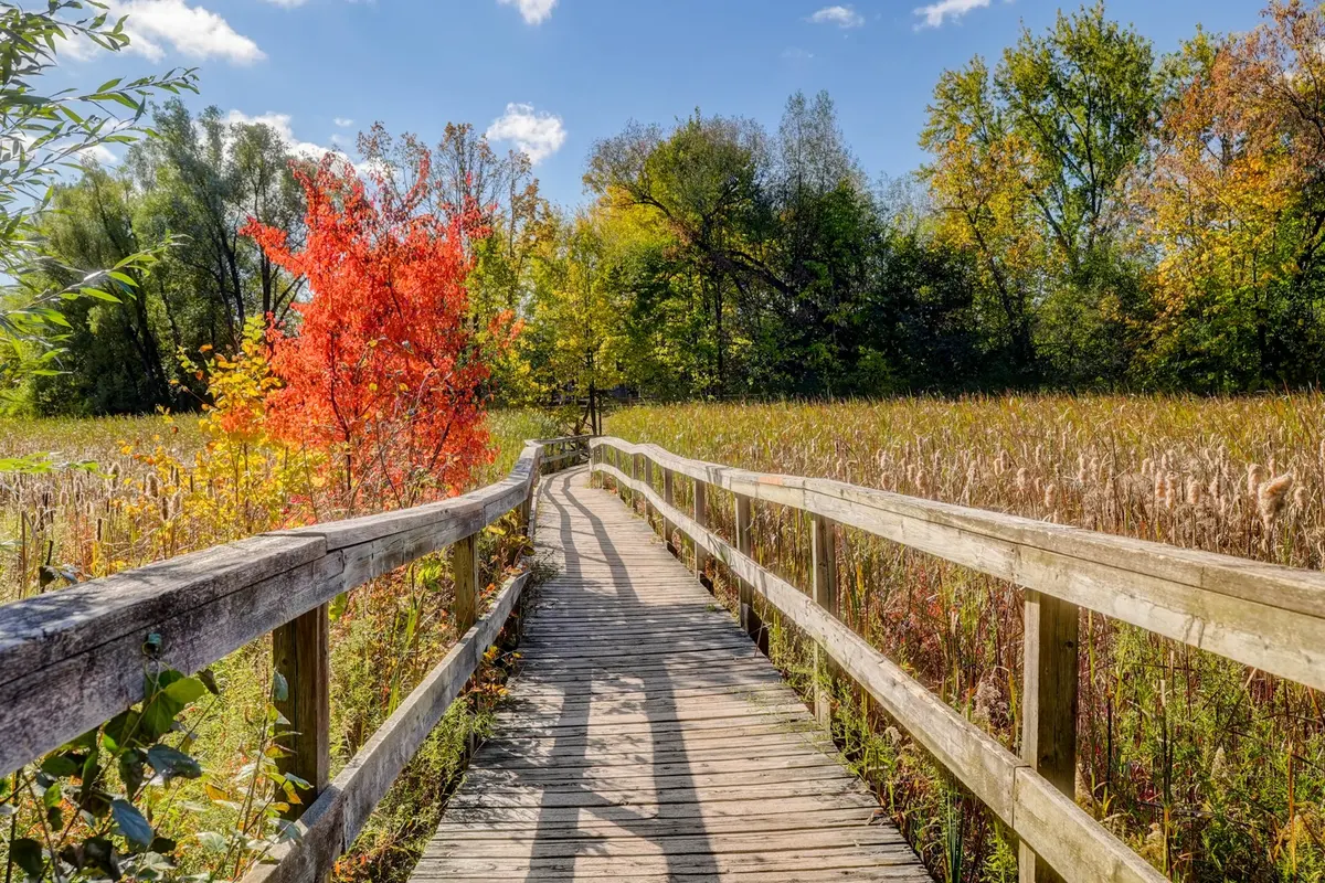 Woodland boardwalk in Unionville, October 2023