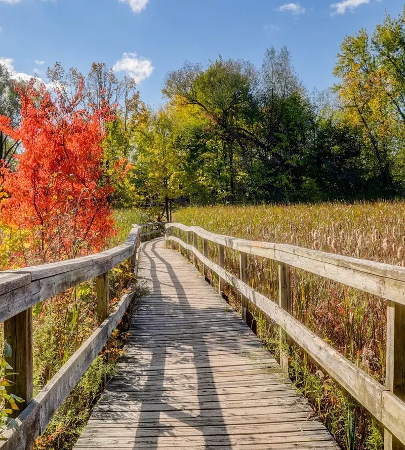 Woodland boardwalk in Unionville, October 2023