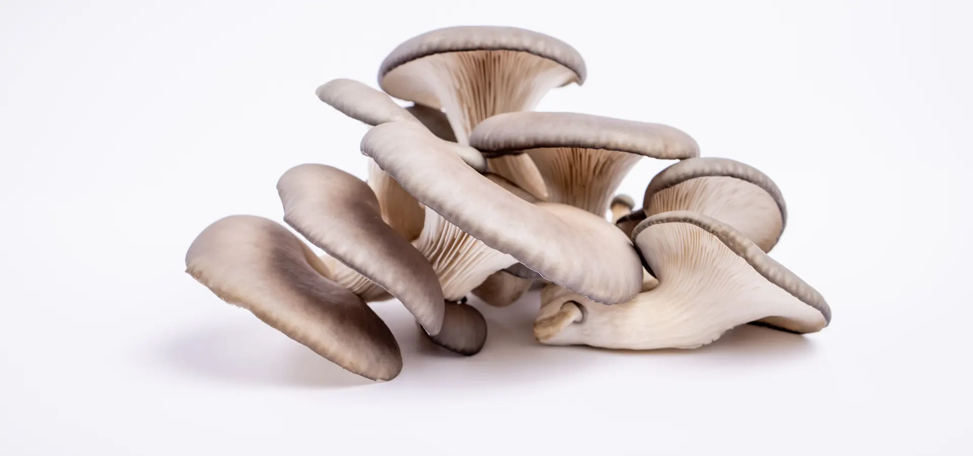 A cluster of fresh oyster mushrooms on pale grey
