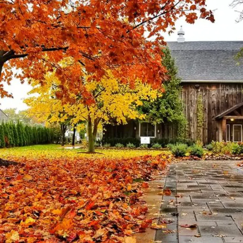 A red maple and the timber barn in autumn