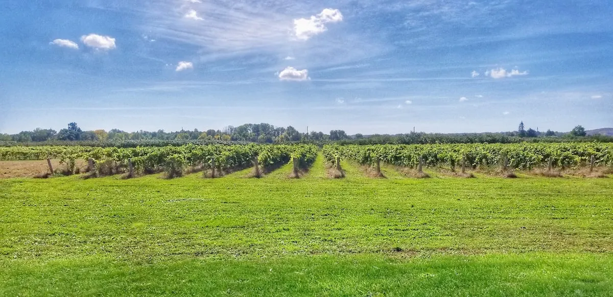 Alvento’s vineyard: rows of vines under a blue sky